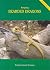 Keeping Bearded Dragons
