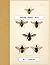 Vintage Prints: Bees