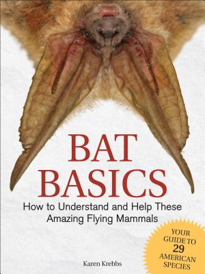 Bat Basics: How to Understand and Help These Amazing Flying Mammals