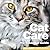 Cat Care: The Essential Guide