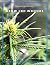 Grow CBD Indoors by CBD Reviews LLC