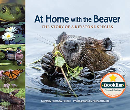At Home with the Beaver: The Story of a Keystone Species (Hardcover)