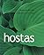 Hostas