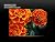 Marigolds