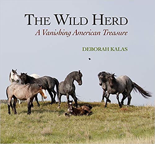The Wild Herd: A Vanishing American Treasure (Hardcover)