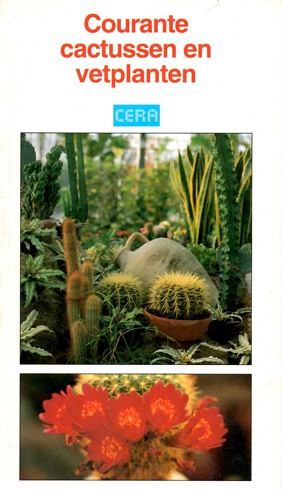 Courante cactussen en vetplanten (Paperback)