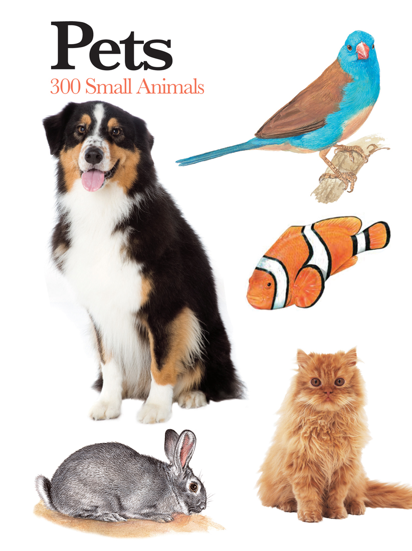 Pets: 300 Small Animals (Paperback)