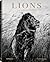 Lions by Laurent Baheux
