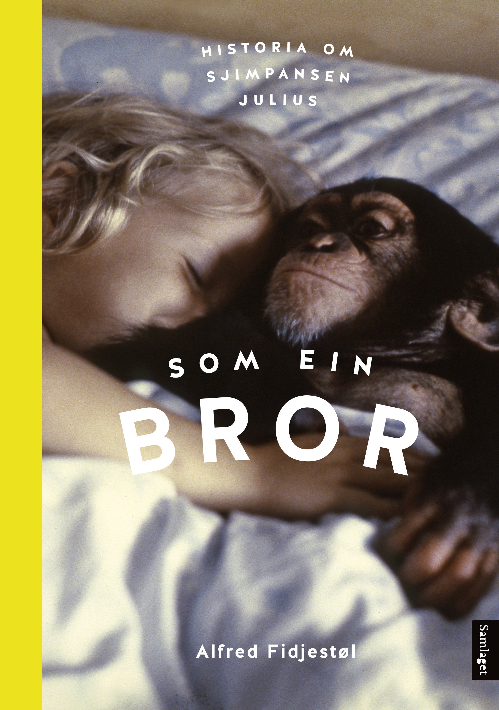 Som ein bror: historia om sjimpansen Julius (Hardcover)