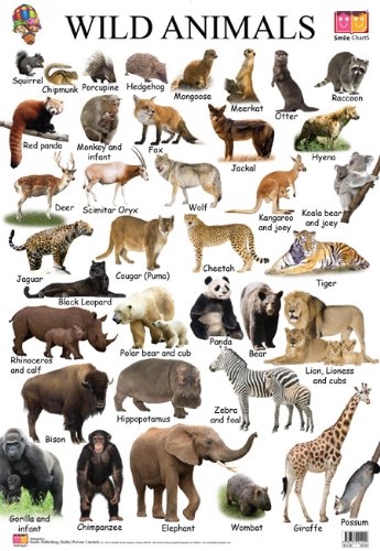 Wild Animals by Smile Books