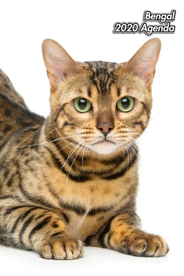 Bengal Agenda Chaton Ou Chat 139 Pages 12 Mois Format A5 Agenda Journalier Planificateur Semainier Simple Calendrier Organizer By Not A Book