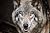 The Wolf Ring (The Wolf Ring Series Book 1)