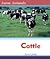 Cattle (Farm Animals)