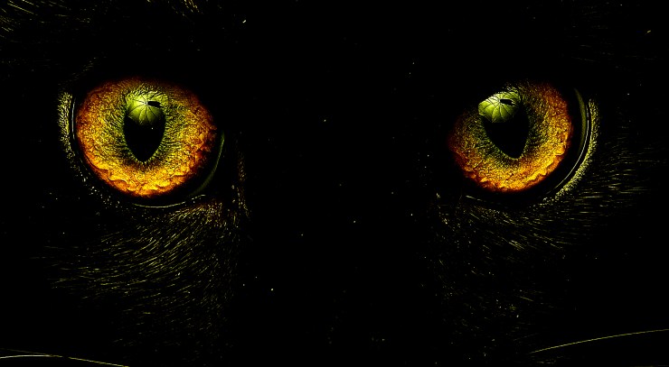 The Black Cat