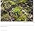 Bryophyte Ecology