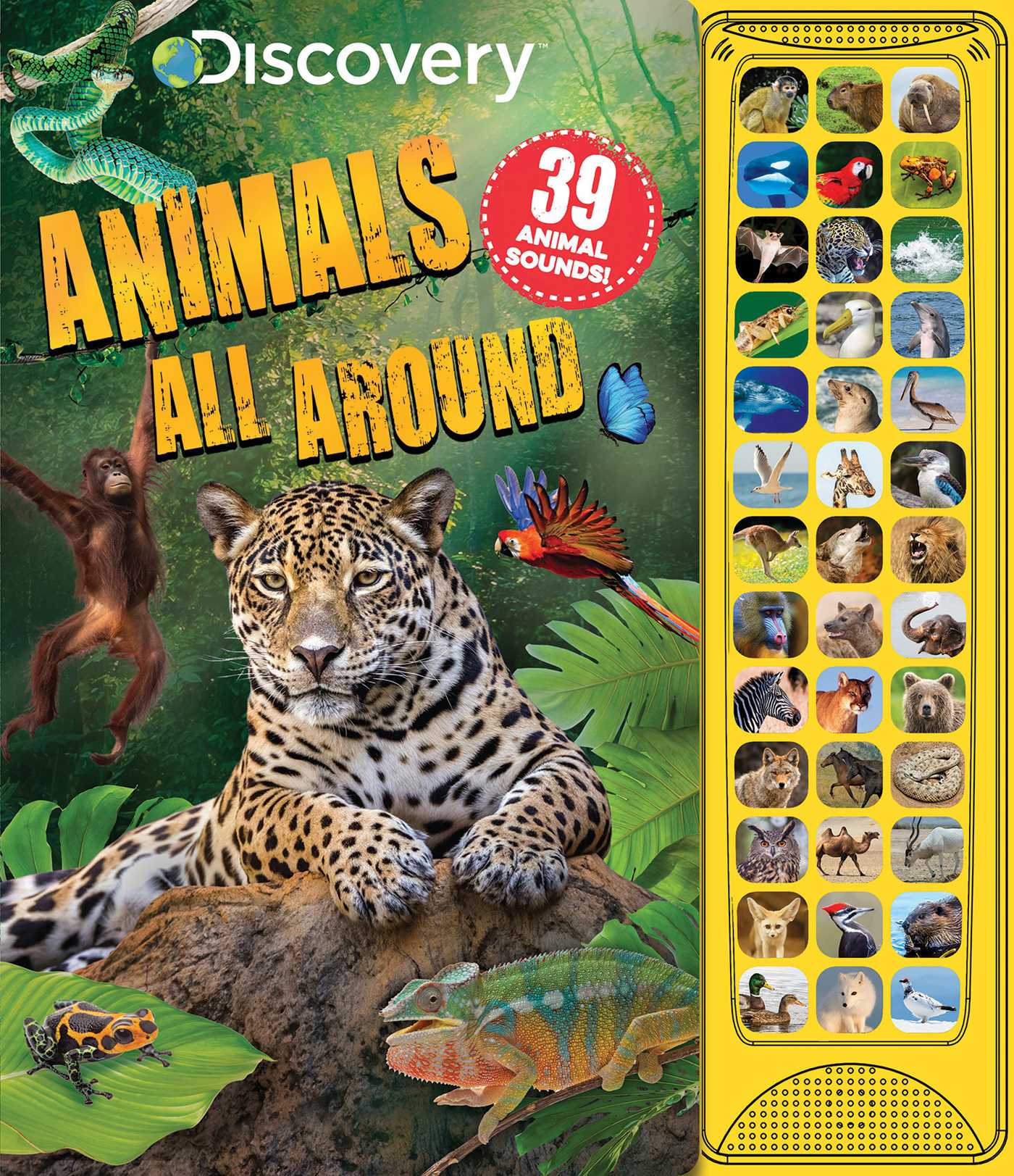 Discovery: Animals All Around (Board Book)