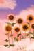 SEVEN SUNFLOWERS. by Erica Thompson