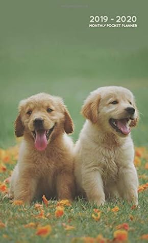 golden retriever puppies 2019