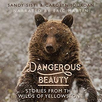 Dangerous Beauty: Encounters with Grizzlies and Bison in Yellowstone