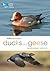Rspb Spotlight Ducks and Geese