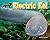 Electric Eel (Apex Predators of the Amazon Rain Forest)