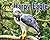 Harpy Eagle (Apex Predators of the Amazon Rain Forest)