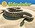 Sidewinder (Desert Animals Searchin' for Shade)