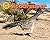 Roadrunner (Desert Animals Searchin' for Shade)