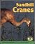 Sandhill Cranes (Early Bird Nature Books)