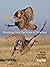 Booming from the Mists of Nowhere: The Story of the Greater Prairie-Chicken (Bur Oak Book)