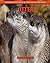 Otter: Amazing Pictures & F...