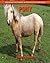 Pony: Amazing Pictures & Fu...