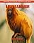 Lion Tamarin: Amazing Pictu...