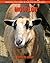Mouflon: Amazing Pictures &...