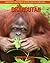 Orangutan: Amazing Pictures...