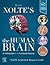 Nolte's The Human Brain: An Introduction to its Functional Anatomy