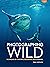 Photographing Wild