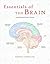 Essentials of the Brain: An Introductory Guide