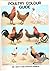 Poultry colour guide: Covering large fowl, natural bantams, ducks, geese, turkeys and guinea fowl (Spur Publications poultry fanciers' library)