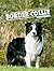 Le border collie