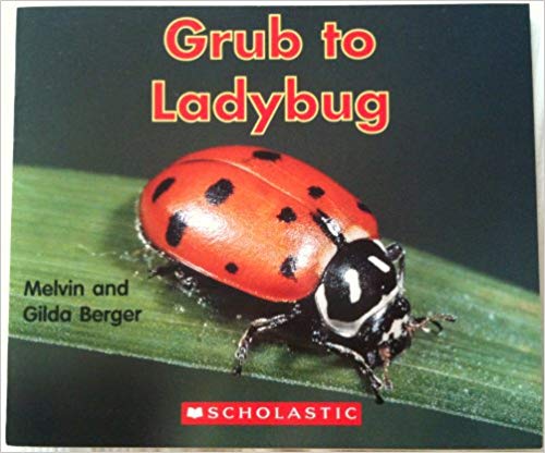 Grub to Ladybug (Paperback)
