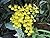 Oncidium Ampliatum from the...
