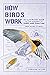 How Birds Work by Marianne Taylor