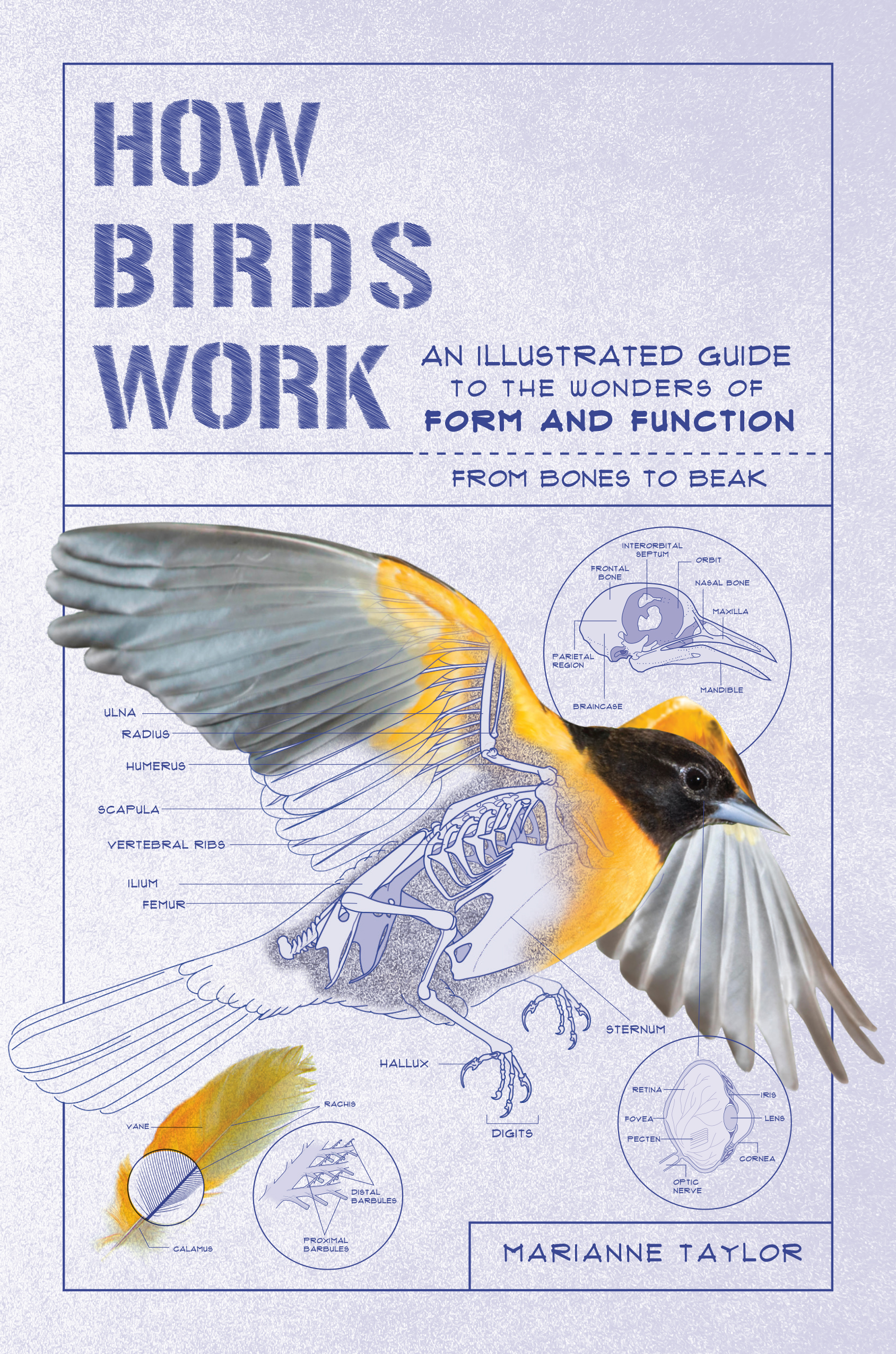 How Birds Work: An Illustrated Guide to the Wonders of Form and Function—from Bones to Beak (Paperback)