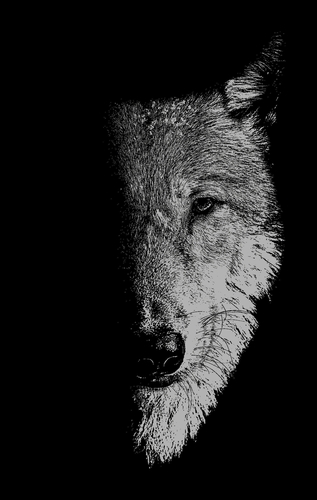 In the Company of Wolves: Werewolves, Wolves and Wild Children (Hardcover)