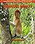 Proboscis Monkey: Amazing P...