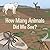 How Many Animals Did We See?: English Edition (Nunavummi Reading Series)