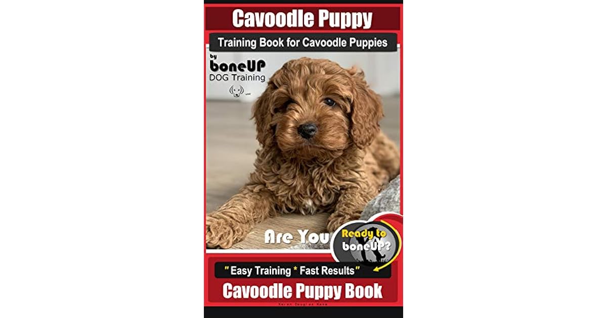 how to train a cavoodle puppy