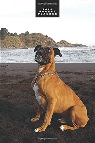 pocket boxer puppies