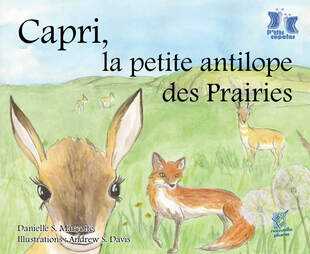 Capri, la petite antilope des Prairies